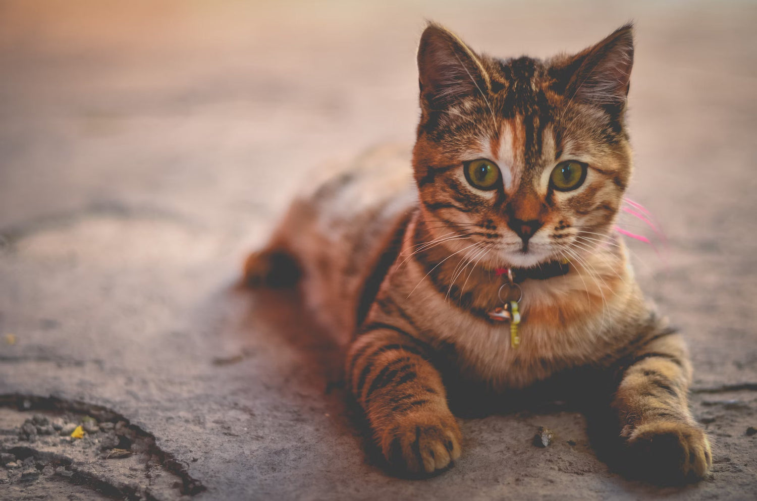 FOR CATS
